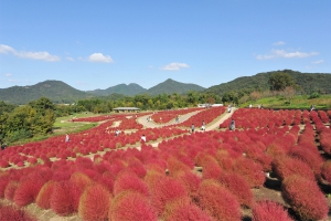 【国営讃岐まんのう公園】花巡りの丘★“紅葉する草”コキアが赤く色づきはじめています