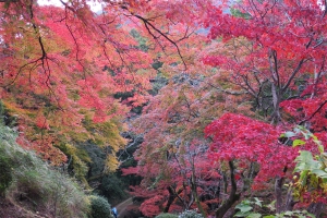 【香川の紅葉スポット】金刀比羅宮・裏参道～参拝に最適な季節がやってきました　※10月10日は例大祭