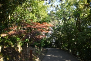 【紫雲出山】登山道の紅葉が始まりました
