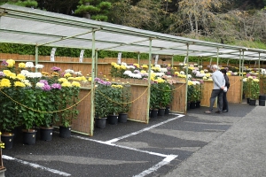 【公渕森林公園】色鮮やかな大輪が美を競う「公渕菊花展」開催中！