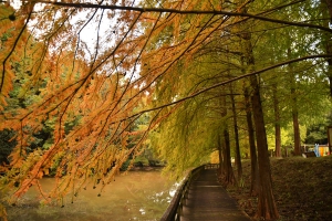 香川の紅葉スポット 満濃池森林公園 メタセコイヤ並木も色づき始 全ての記事 紅梅亭ブログ 紅梅亭 琴平にあるこんぴら温泉華の湯旅館 公式サイト