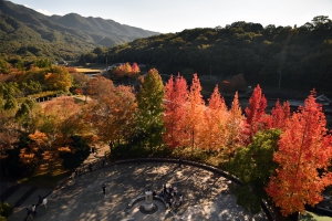 【香川用水記念公園】紅葉葉風の木々が見頃♪イロハモミジも色づき始め