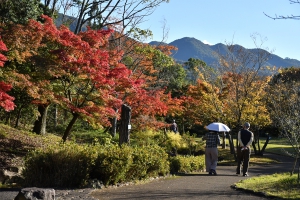 【香川用水記念公園】紅葉葉風の木々が見頃♪イロハモミジも色づき始め