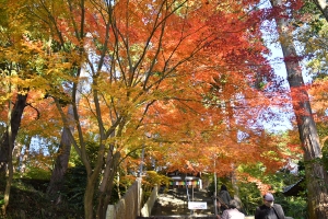 【香川の紅葉スポット】四国霊場第81番札所「白峯寺」