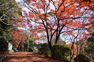 【金刀比羅宮】紅葉見頃です♪