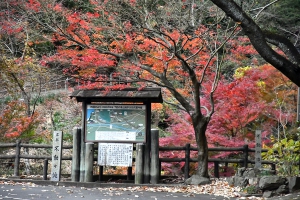 【不動の滝カントリーパーク】紅葉見頃でした