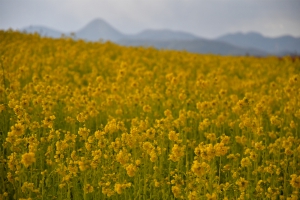 【さぬきこどもの国・東ウイングエリア】高松空港近くで菜の花が見頃♪