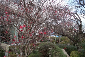 【花てらす庭園】梅の花が咲き始めました。