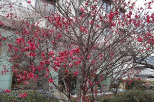 【花てらす庭園】梅情報～咲きそろってきました♪