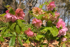 【国営讃岐まんのう公園】早春フェスタ～早春の花々が見頃を迎えてきています。