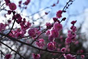 【花てらす庭園】梅の花が見頃を迎えています。　※週末（2/18・19）空室ございます