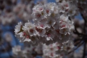 【総本山善通寺】境内に独特の甘い香りを漂わせる「涅槃桜」が見頃♪