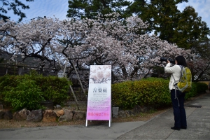 【総本山善通寺】境内に独特の甘い香りを漂わせる「涅槃桜」が見頃♪