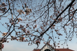 【春の訪れ】JR琴平駅の桜★咲き始めました～夜桜も楽しめます