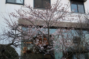 【桜の開花情報】花てらす庭園の桜・5部咲きです（3月27日現在）