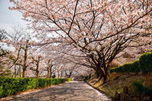 【不動の滝カントリーパーク】鯉のぼりと桜のコラボ♪