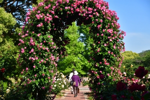 【マンモスプレイパークTARUMI（亀水中央公園）】104種のバラが花盛り＆フランス製大型遊具♪