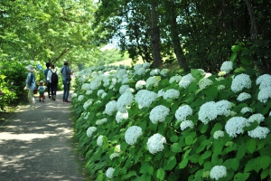 【国営讃岐まんのう公園】初夏の園内を40品種2万本のアジサイが彩る「あじさいまつり」