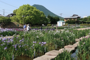 【かわつ花菖蒲園】6月14日まで一般開放★70種6000株の花菖蒲