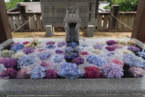 【粟井神社】初夏の風物詩・色とりどりの紫陽花が咲きそろってきています。