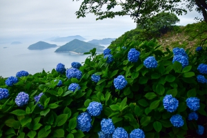 「紫雲出山」紫陽花が見頃♪　※週末若干空室ございます。