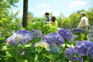 【国営讃岐まんのう公園】40品種2万本の紫陽花が園内を彩る「あじさいまつり」開催中！