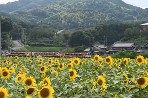 【ひまわりの里まんのう】2つの「ひまわり畑」　※7月中旬頃から見頃の予定