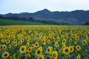 【まんのう町】「中山ひまわり団地」～「行きたいヒマワリ畑」全国3位に　※7月末に見頃♪