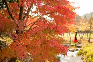 【香川の紅葉スポット】香川用水記念公園　