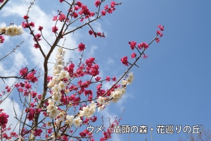 【国営讃岐まんのう公園】公園散策で一足早い春を見つけてください。早春の花々が咲き始めています。