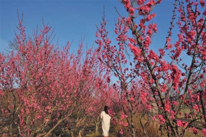【国営讃岐まんのう公園】早春の花々（ウメ・ナノハナ・ロウバイ・クリスマスローズ）が見頃