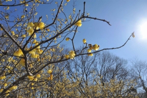 【国営讃岐まんのう公園】早春の花々（ウメ・ナノハナ・ロウバイ・クリスマスローズ）が見頃