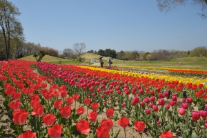 国営讃岐まんのう公園にて「春らんまんフェスタ2023」開催！