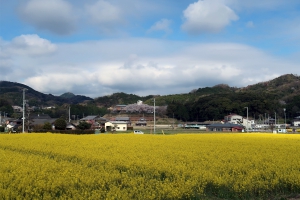 【まんのう町】広大な畑一面に広がる菜の花が順調に育っています♪