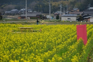 【まんのう町】広大な畑一面に広がる菜の花畑が見頃♪