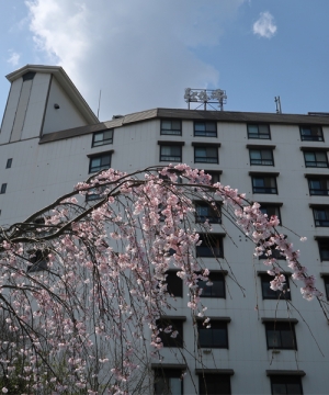 【花てらす庭園】桜の花が咲き始めています。※現在5部咲き