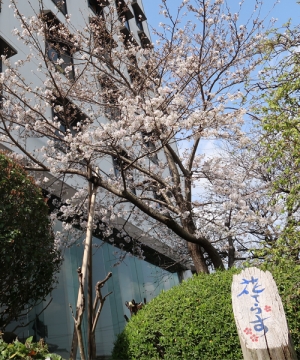 【花てらす庭園】桜の花が咲き始めています。※現在5部咲き