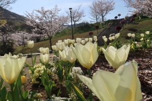 【善通寺五岳の里　市民集いの丘公園】春らんまん♪桜とネモフィラのコラボ満喫♪