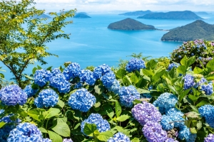 【香川・初夏旅におすすめ】浦島伝説残る荘内半島にある「紫雲出山」から見る瀬戸内海の多島美とあじさい堪能♪