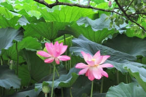 【特別名勝　栗林公園】約200株のスイレンが見頃♪芙蓉沼のハスの花が咲き始め