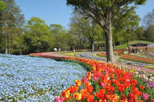 【国営讃岐まんのう公園】春のフラワーリレー楽しめる「春らんまんフェスタ」開催