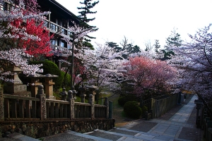 【金刀比羅宮】「桜馬場」では桜のトンネルができます。　※4月6日空室あります