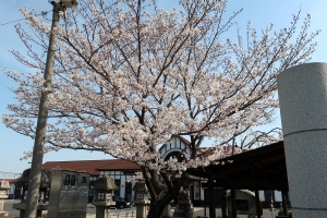 【琴平は桜の名所】今年は4月上旬が見頃の様子。