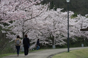 「五岳の里市民集いの丘公園」桜・ネモフィラが見頃♪