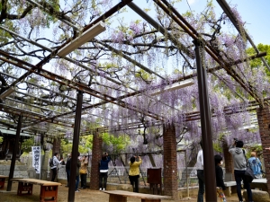 【岩田神社】樹齢約840年超といわれる孔雀藤が圧巻！「藤まつり」4/13～