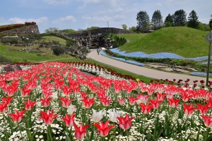 【国営讃岐まんのう公園】48万本のネモフィラやチューリップが見頃♪　★GWの空室状況