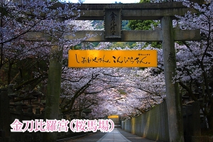 🌸香川県西讃エリアのお花見スポット🌸