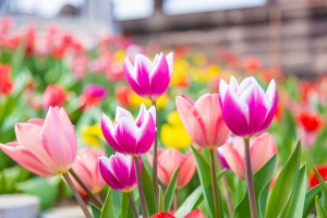 🌷【レオマリゾート】春爛漫！7万本のチューリップが彩る「チューリップ祭」開催中🌷