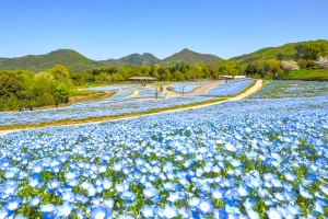 春の花さんぽへ♪国営讃岐まんのう公園「春らんまんフェスタ」開催中
