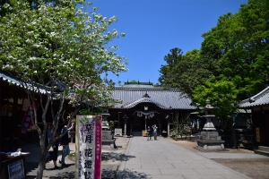 【岩田神社】樹齢850年！孔雀藤が見頃を迎え、藤まつり開催中🌸✨